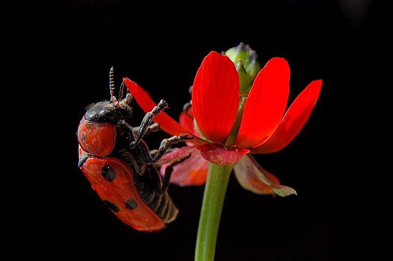 lal