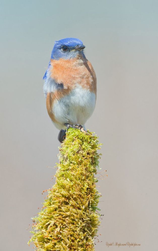Восточная сиалия - Eastern Bluebird (Лазурные птицы)