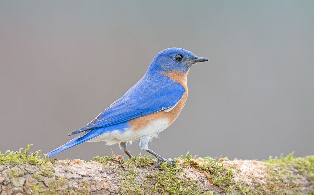 Восточная сиалия - Eastern Bluebird (Лазурные птицы)