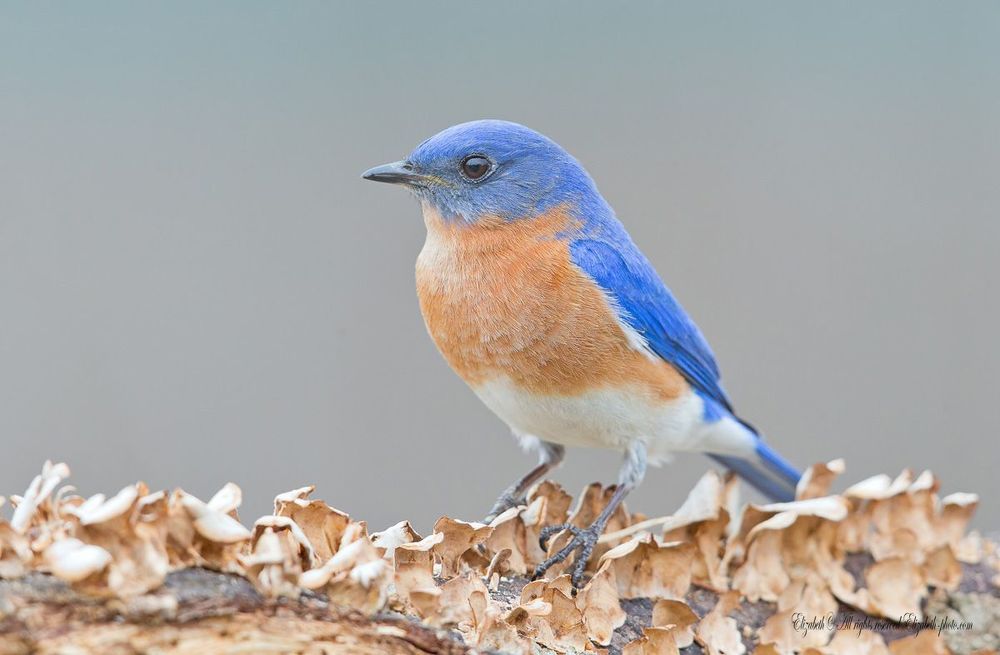 Восточная сиалия - Eastern Bluebird (Лазурные птицы)