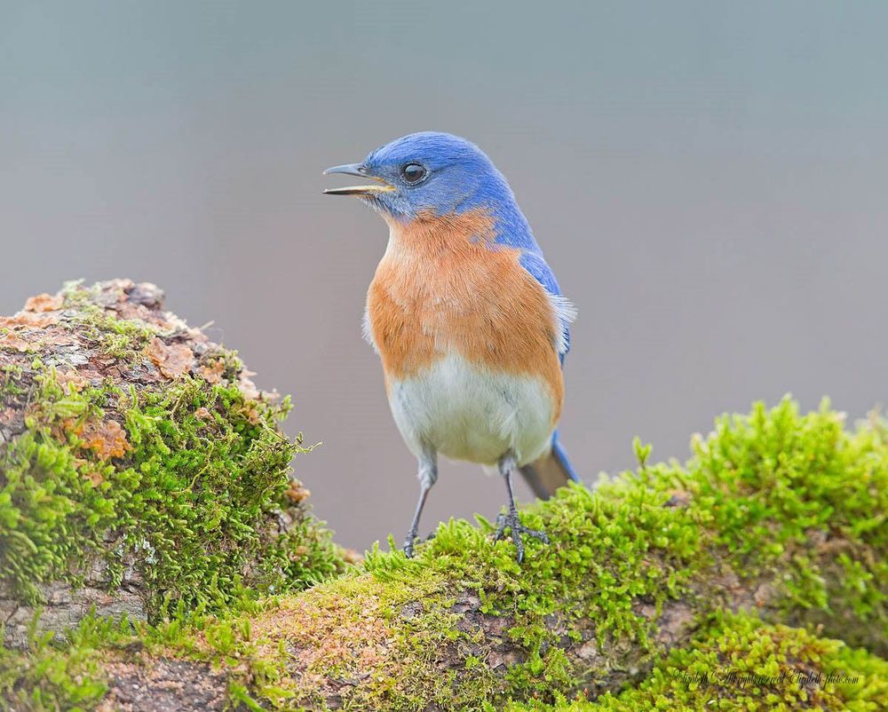 Восточная сиалия - Eastern Bluebird (Лазурные птицы)