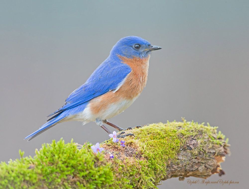 Восточная сиалия - Eastern Bluebird (Лазурные птицы)