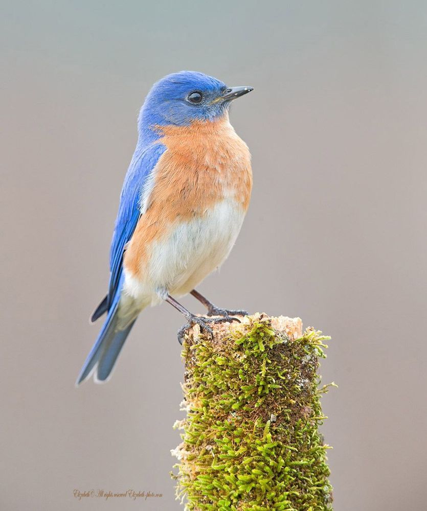 Восточная сиалия - Eastern Bluebird (Лазурные птицы)