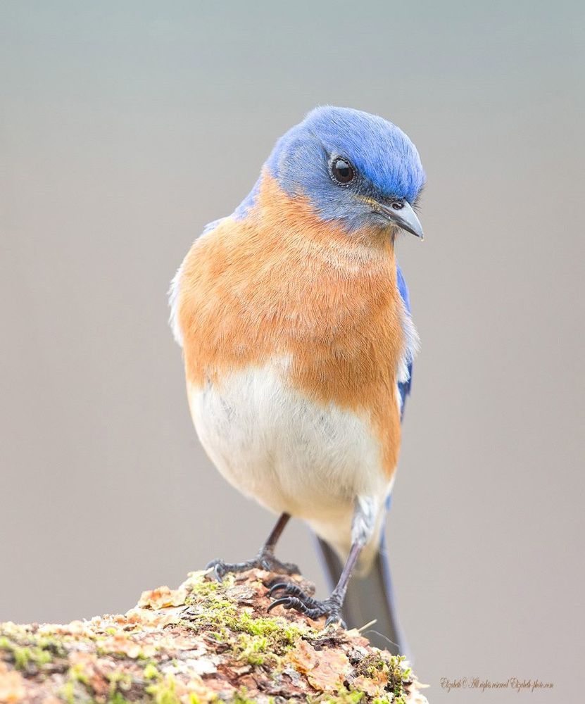 Восточная сиалия - Eastern Bluebird (Лазурные птицы)