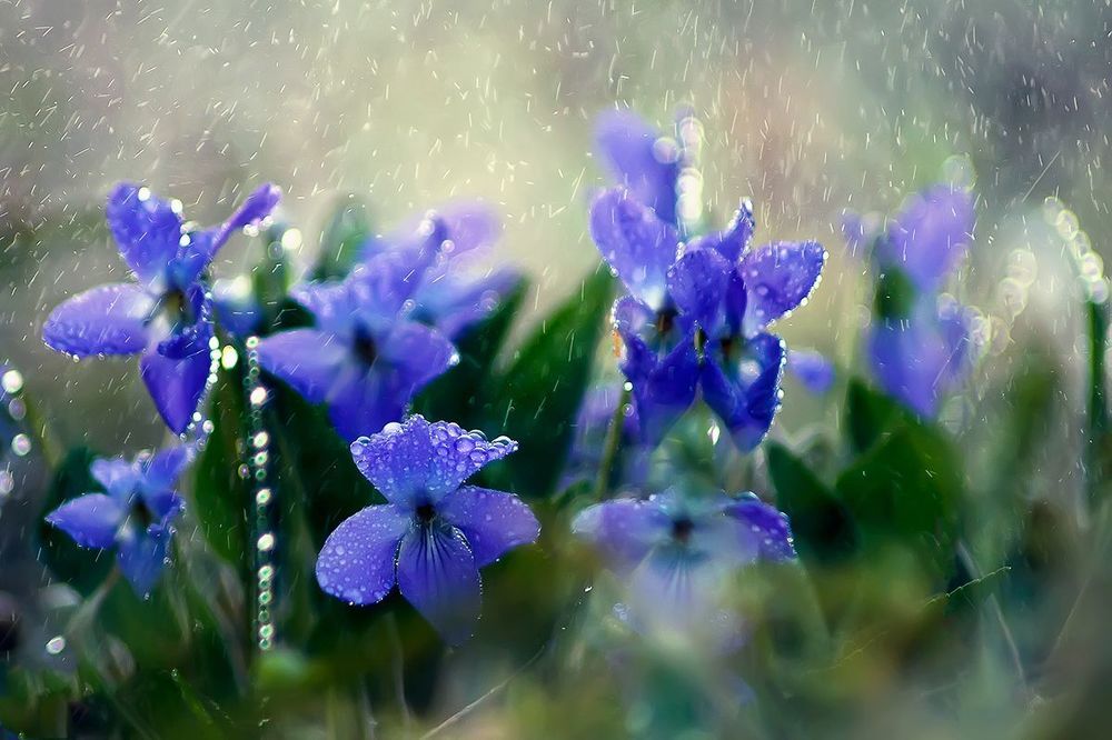 Wet macro