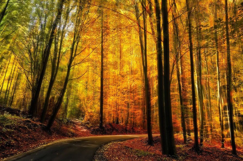 Forest road