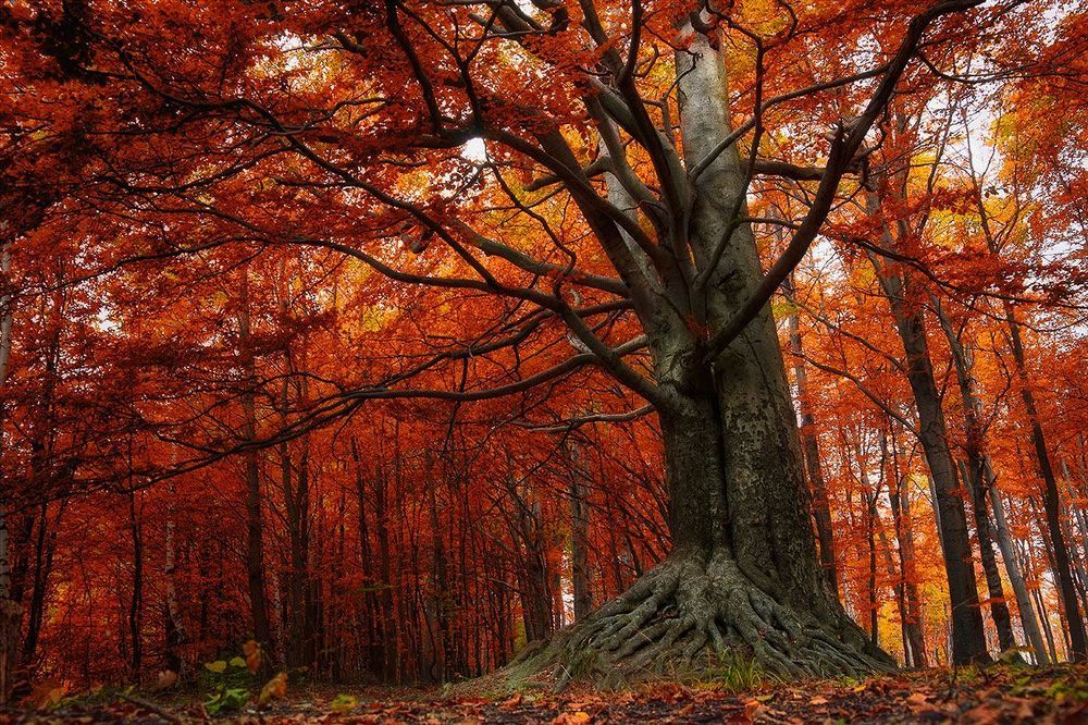 Love tree