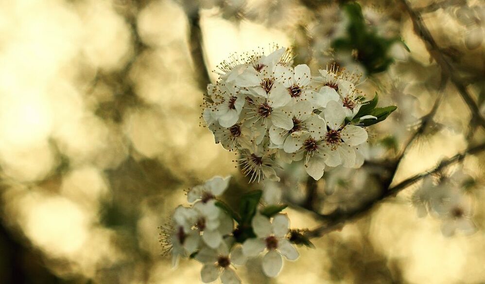 springtime
