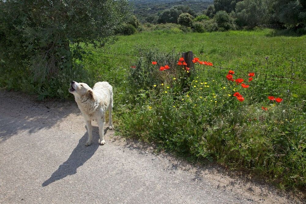 полуденный пес