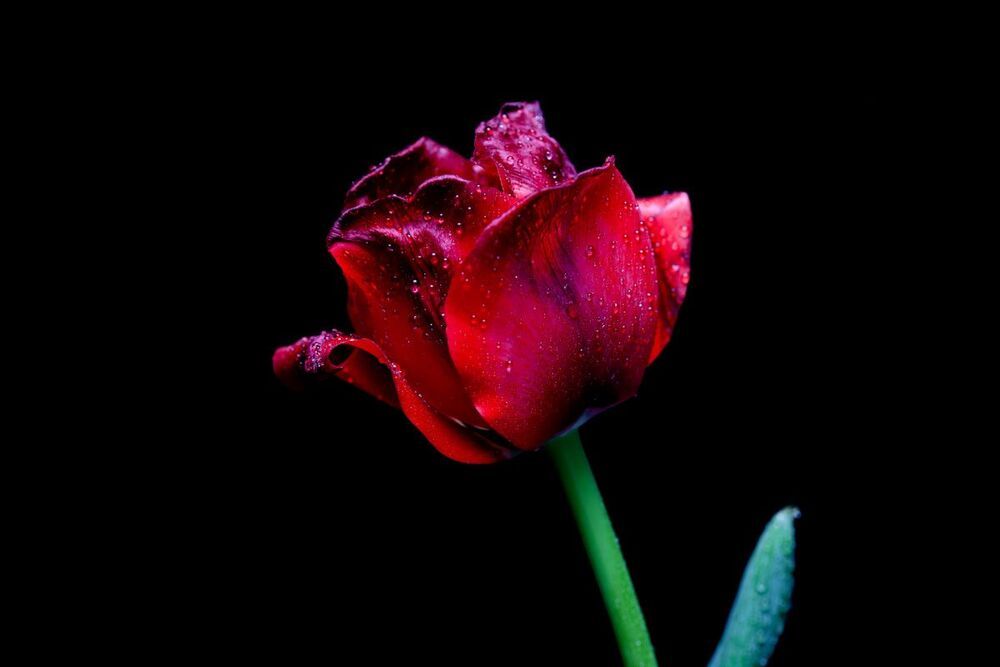 Tulips