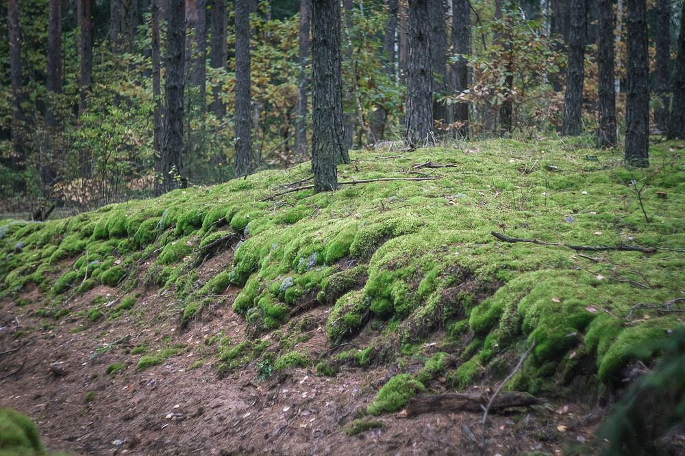 Осенняя Мещера
