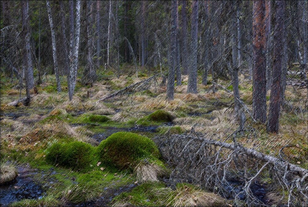 В лесах Кенозерья.