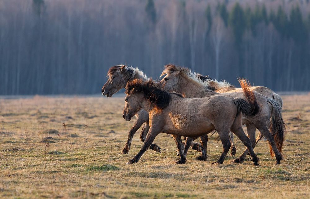 Вечерняя пробежка