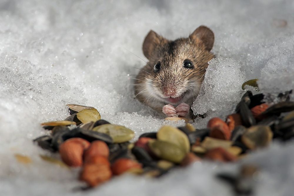 Мим