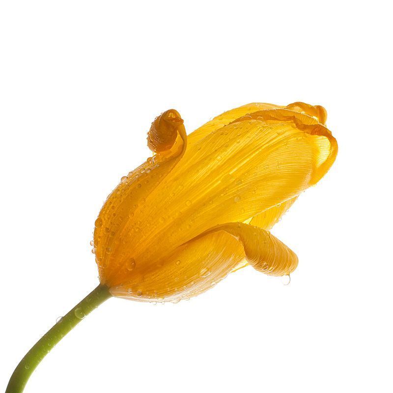 Yellow tulips