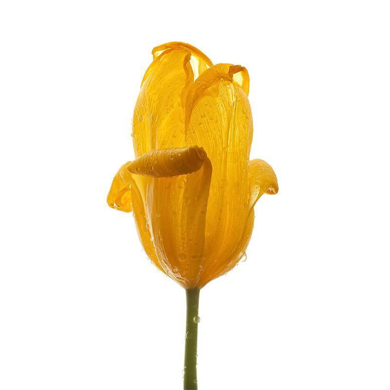 Yellow tulips