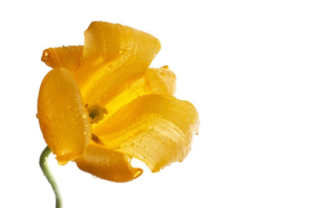 Yellow tulips