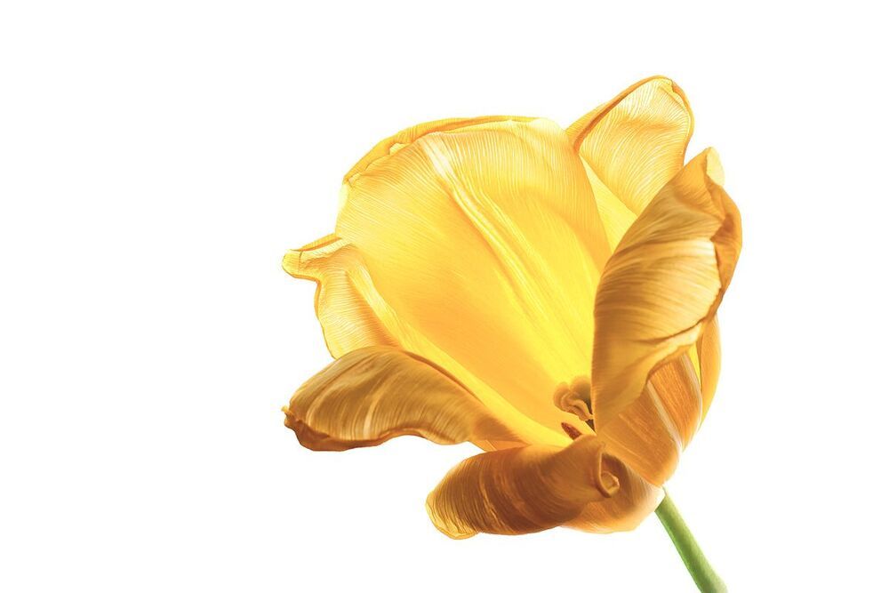 Yellow tulips