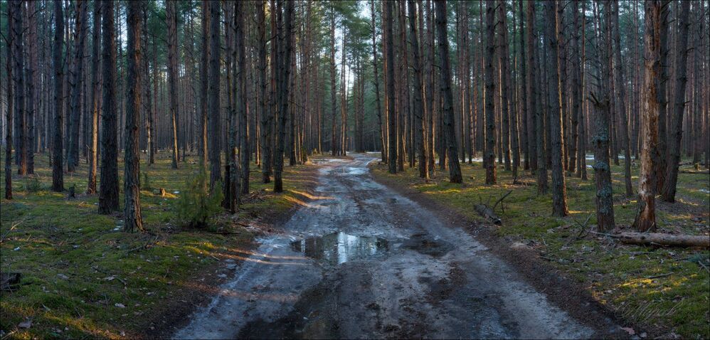 Тёплое солнце в холодном утреннем бору.