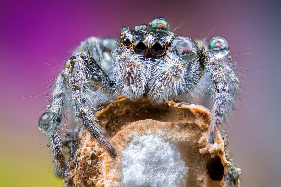 Jumping spider