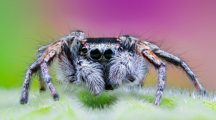 Jumping spider