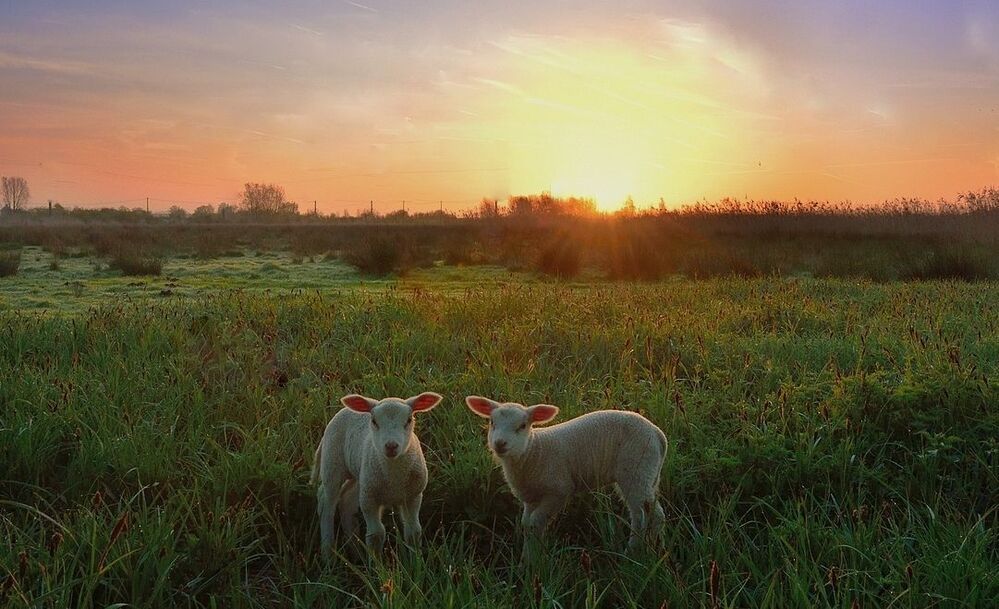 A spring morning.