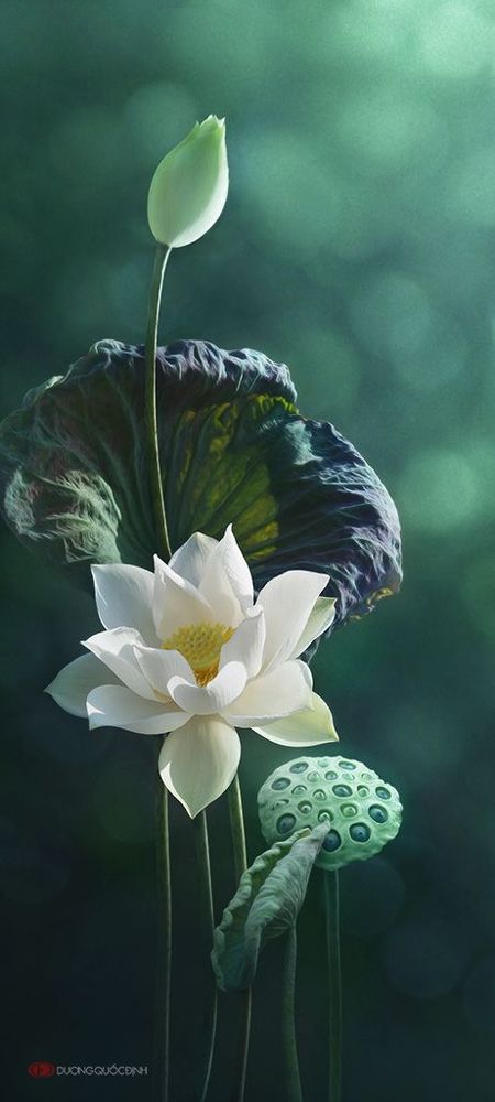Lotus