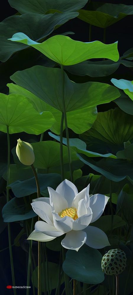Lotus