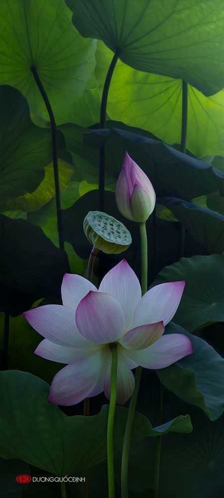 Lotus