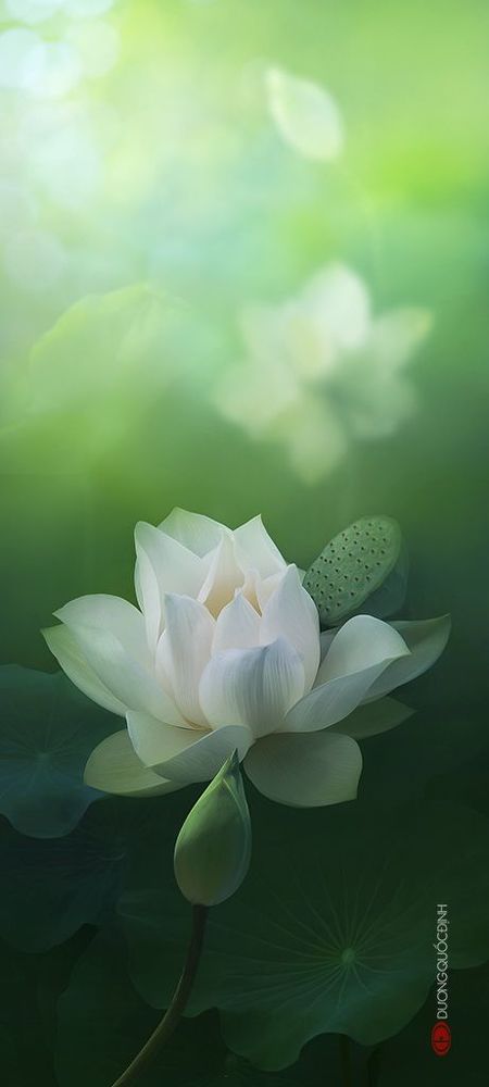 Lotus
