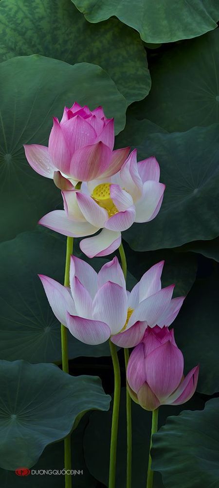 Lotus