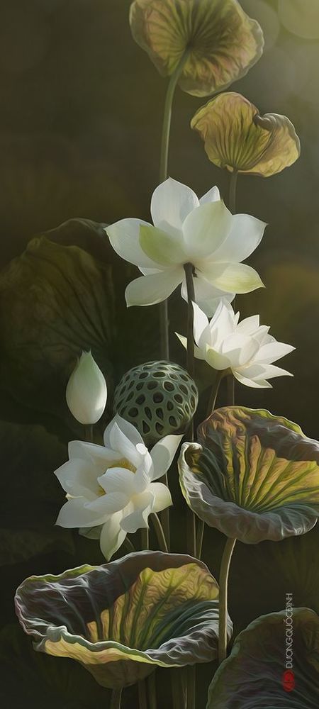 Lotus