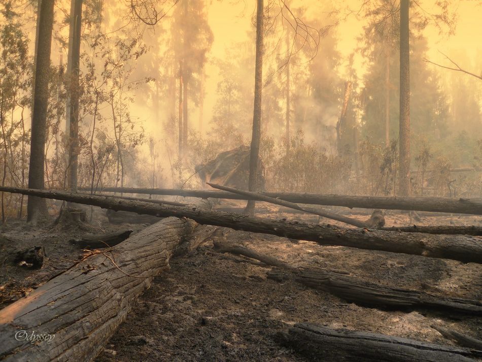 Crying Forest