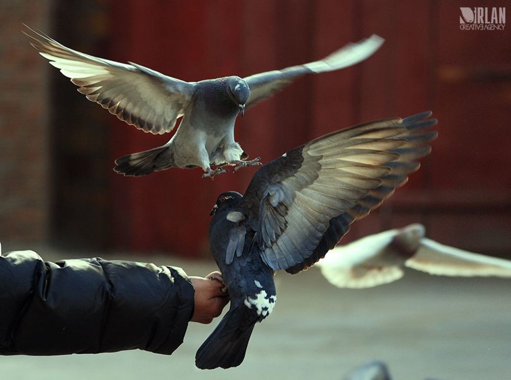 doves