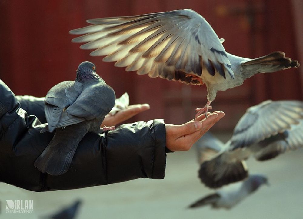 doves