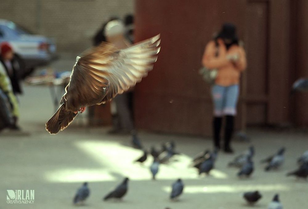 doves
