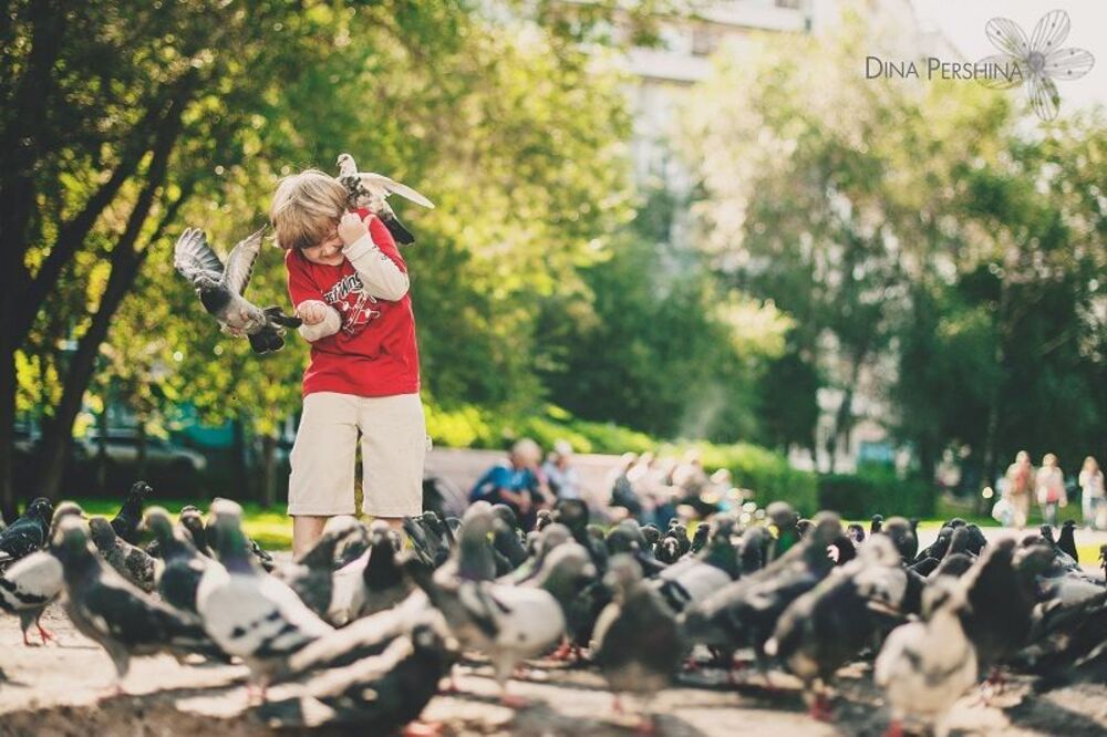 Голуби