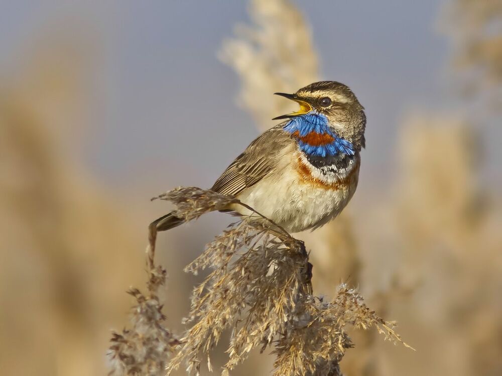 Luscinia svecica.