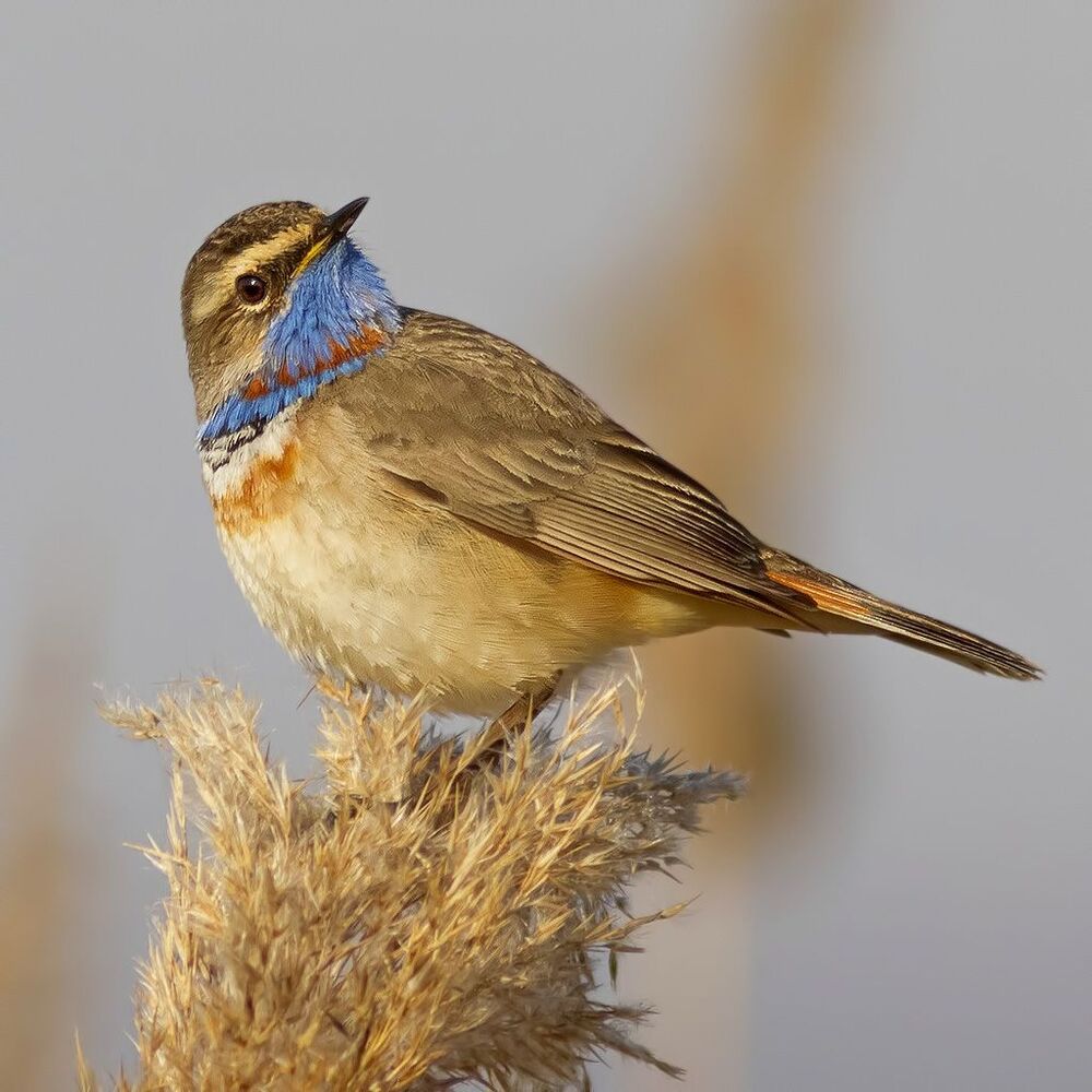 Luscinia svecica.