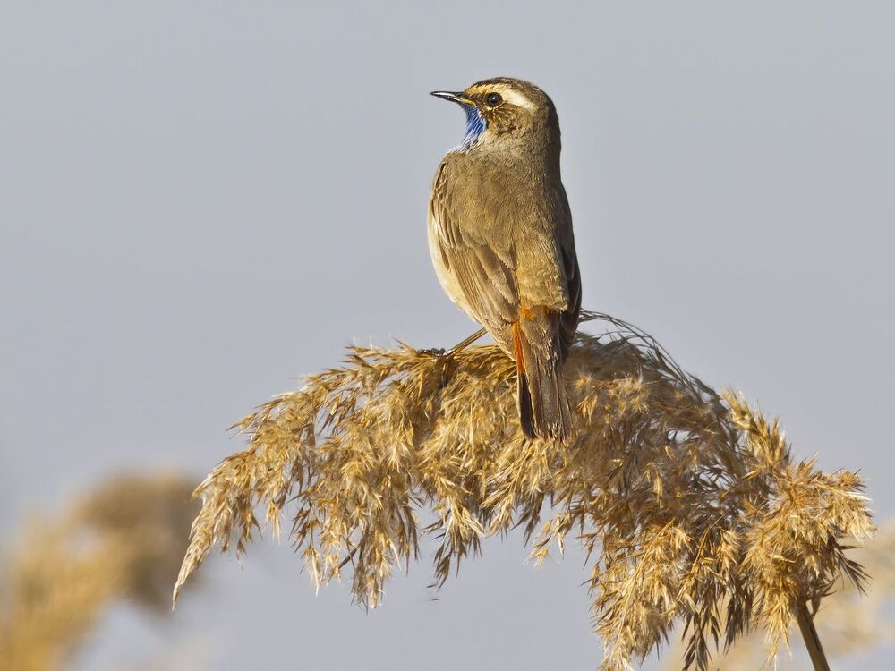 Luscinia svecica.