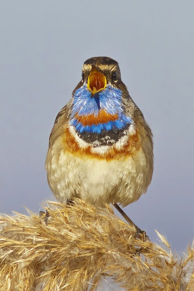 Luscinia svecica.