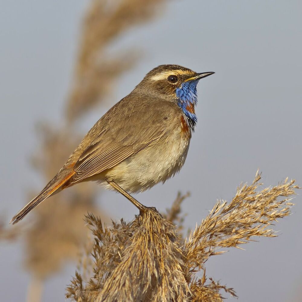 Luscinia svecica.