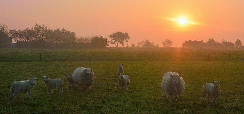 A morning in Lampernisse.