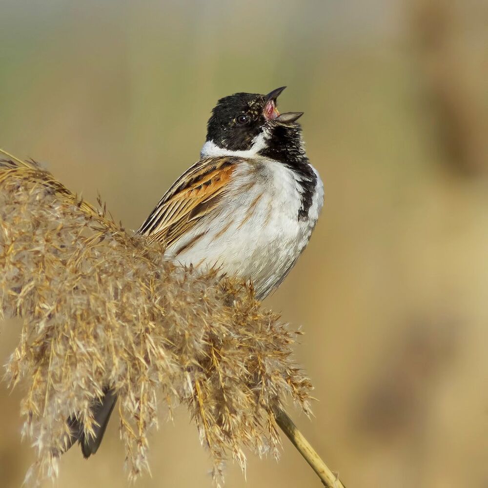 Emberiza schoeniclus