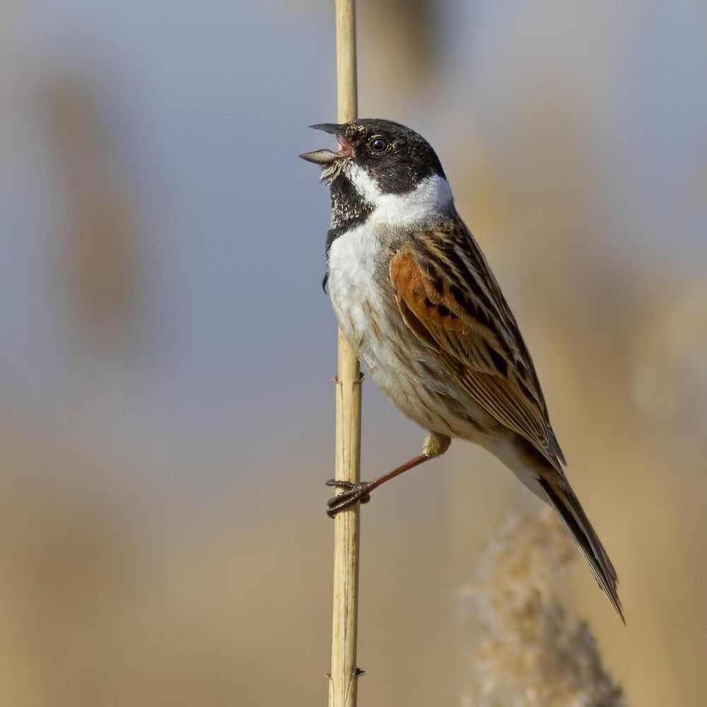 Emberiza schoeniclus