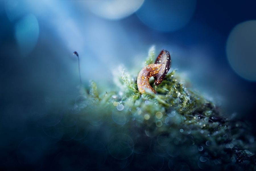 Fairytale mushroom