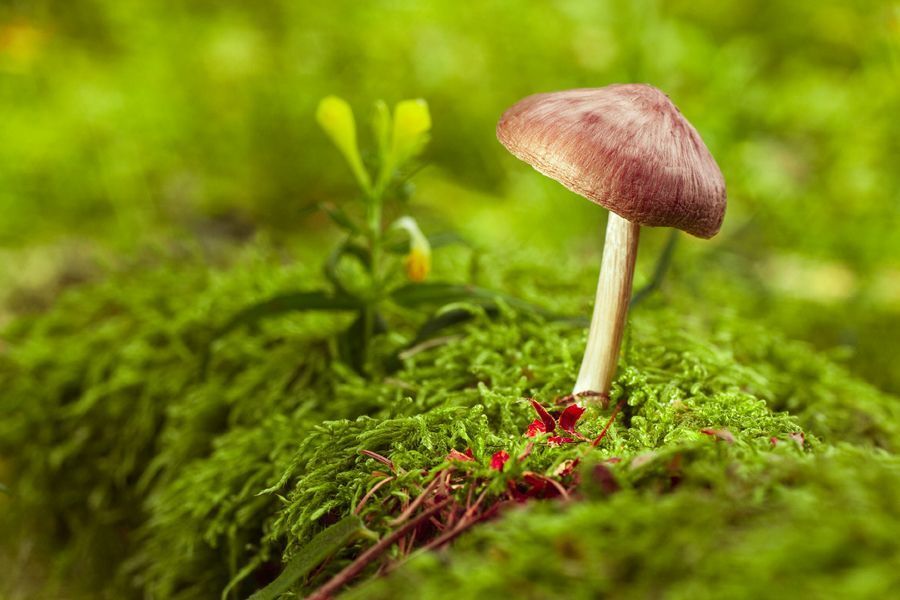 Forest Hatter