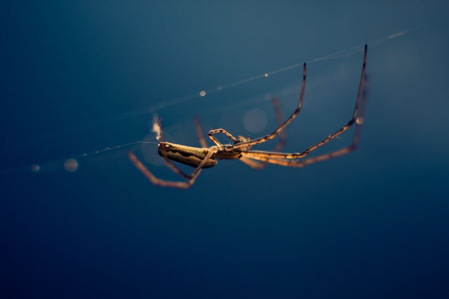 Spring Spider