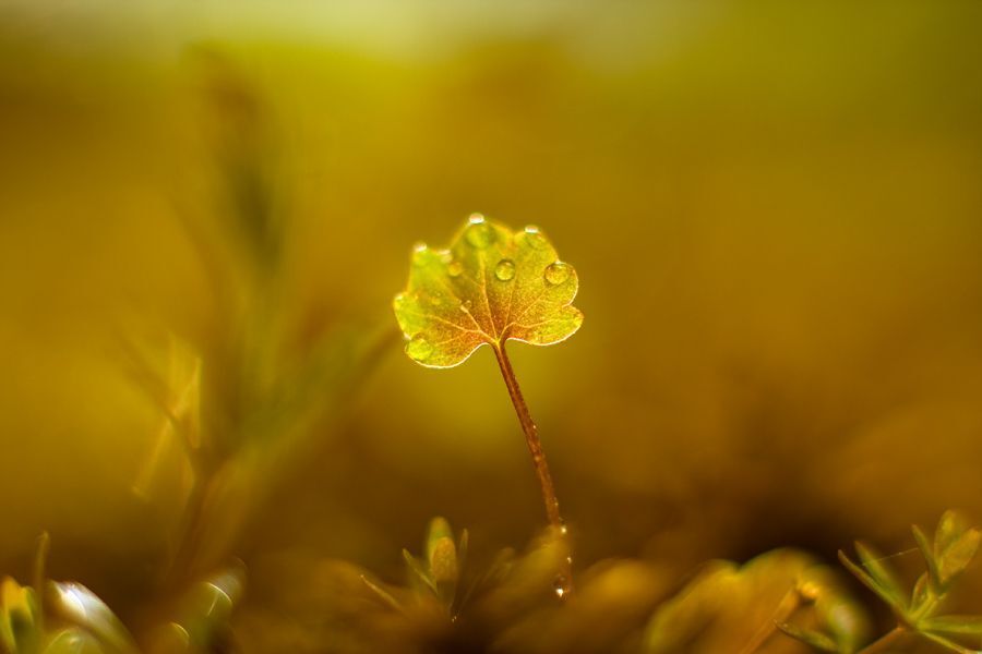 Fresh Life