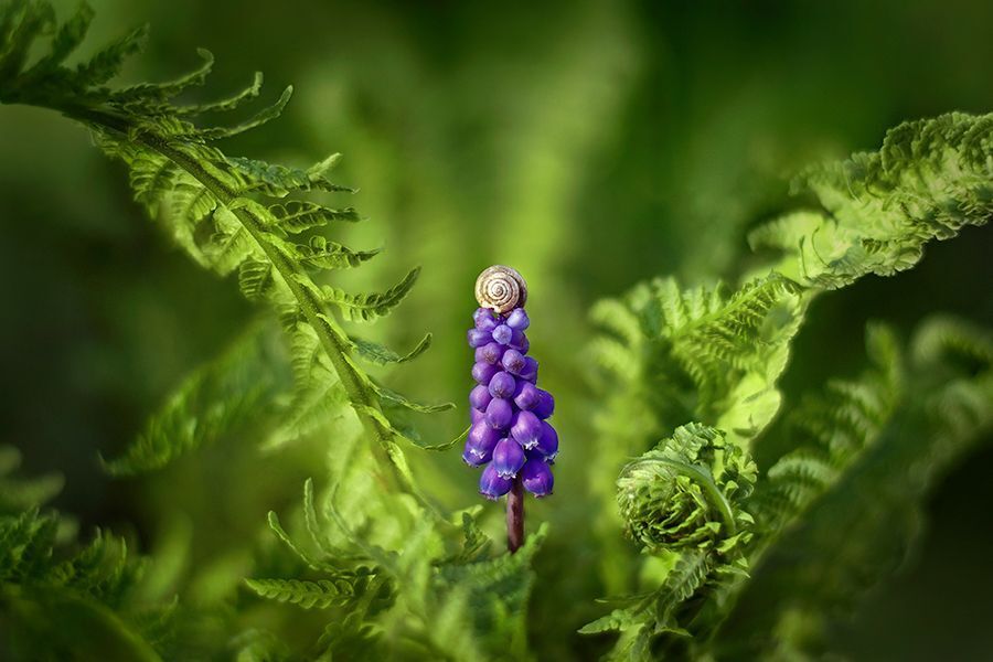 Grape hyacinth